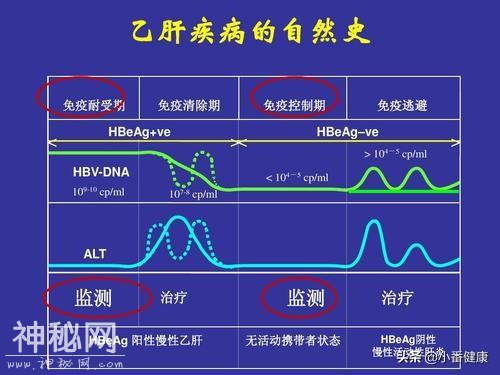 乙肝小三阳注意营养平衡，明显症状及指标异常，要参照抗病毒标准-4.jpg