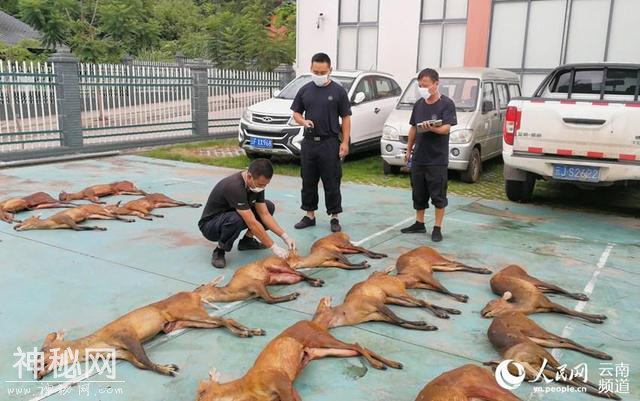 云南缴获14只国家保护动物赤麂死体 每只都有枪眼-2.jpg