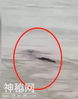 网友三峡拍下神秘“龙形水怪”，体型硕大数米长，能在水中游动-1.jpg