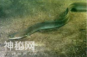 意外！科学家查了几百罐尼斯湖水的DNA，传说中的水怪可能只是条大鳗鱼？-6.jpg