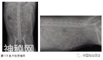 一例公猫膀胱炎的诊疗-4.jpg