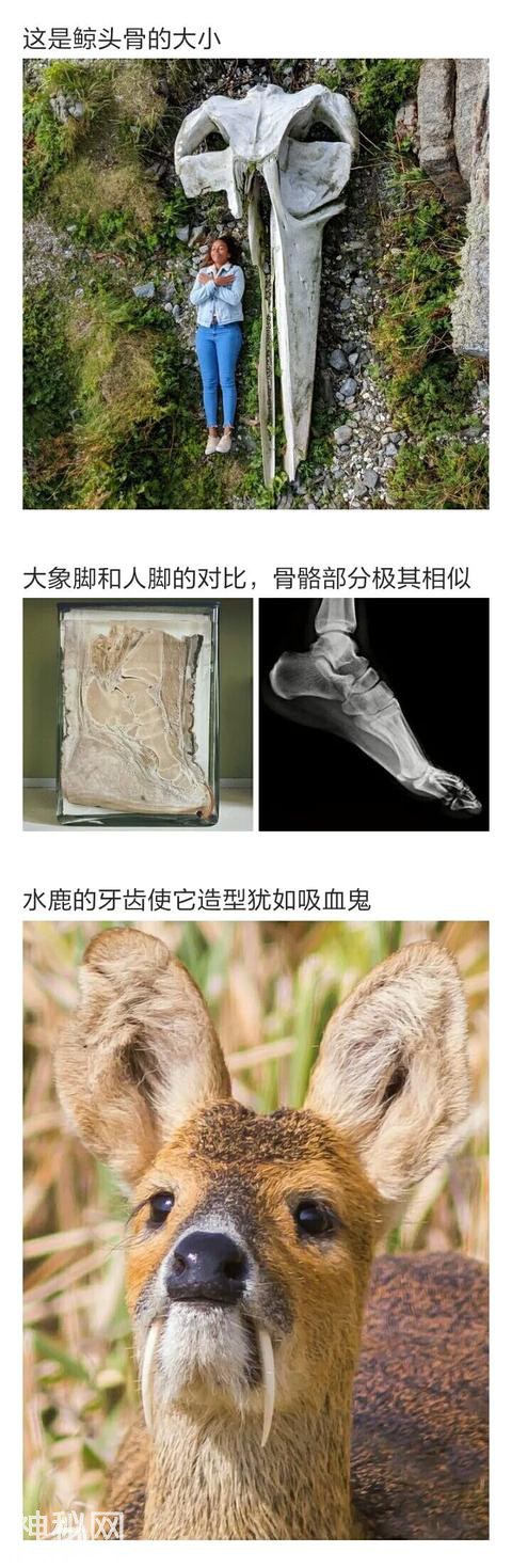 那些你不知道的动物冷知识-6.jpg