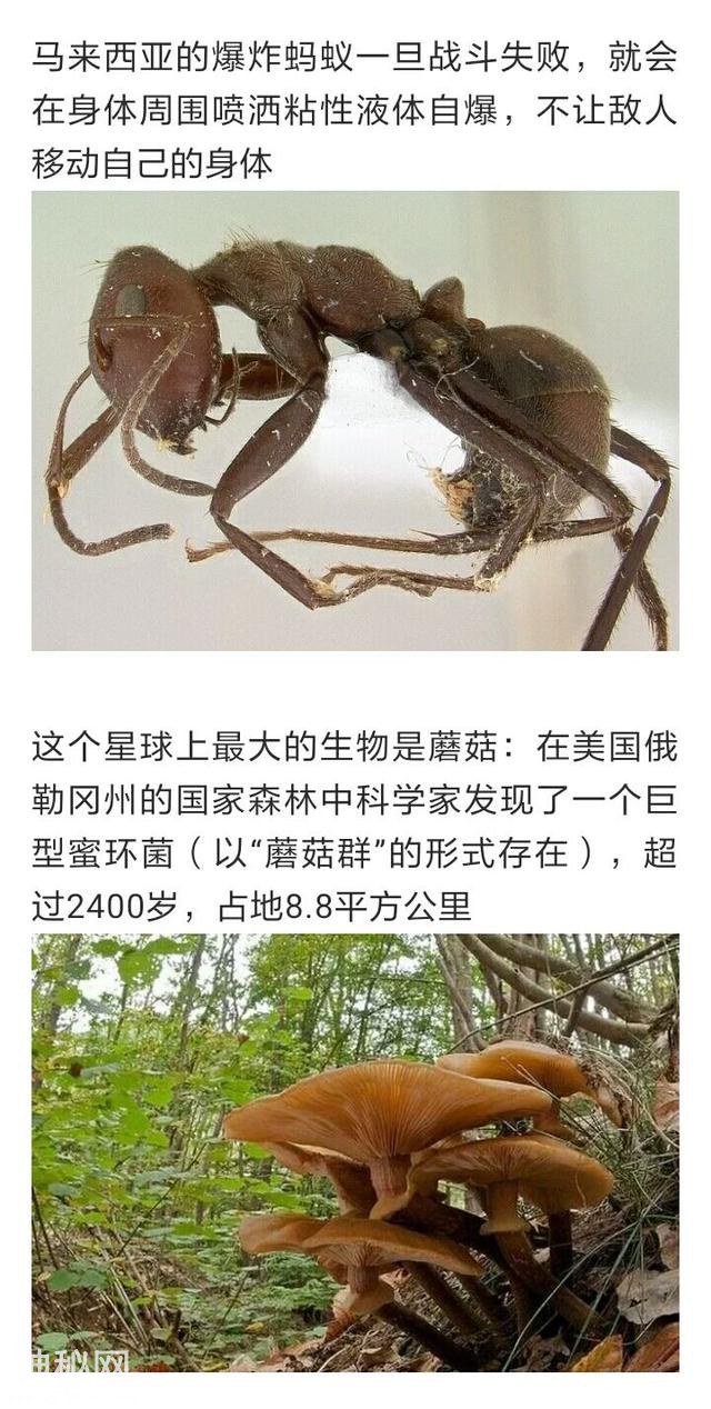 那些你不知道的动物冷知识-7.jpg