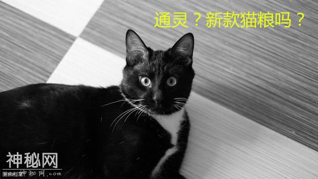 黑猫，真的能通灵吗？-8.jpg