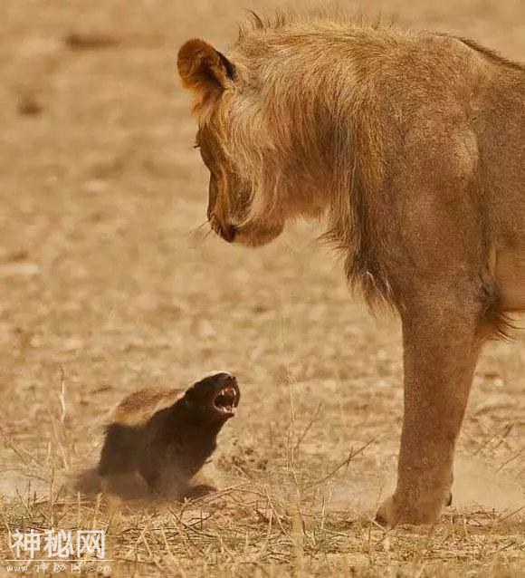 动物们的神奇瞬间；蜜獾是世界上最无所畏惧的动物、蜗牛的牙齿等-4.jpg