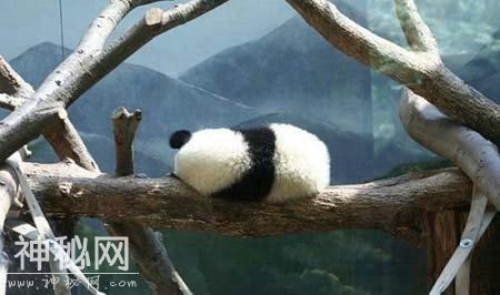 动物们的神奇瞬间；大熊猫睡觉、老虎及猫咆哮等-5.jpg