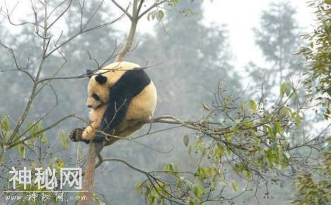 动物们的神奇瞬间；大熊猫睡觉、老虎及猫咆哮等-7.jpg