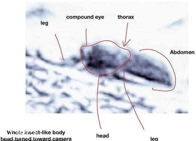 俄亥俄州大学教授称：NASA照片证明类似昆虫的生物正在火星上飞-4.jpg