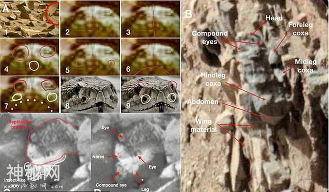 俄亥俄州大学教授称：NASA照片证明类似昆虫的生物正在火星上飞-7.jpg