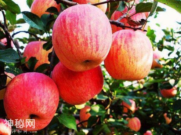 常吃苹果好处多 可增强身体免疫力和抵抗力-1.jpg