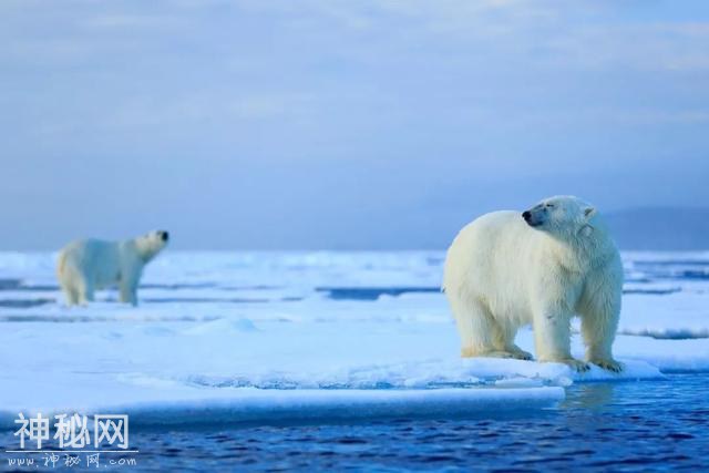 这里太热了！BBC《七个世界，一个星球》摄影师在南极哭了-12.jpg