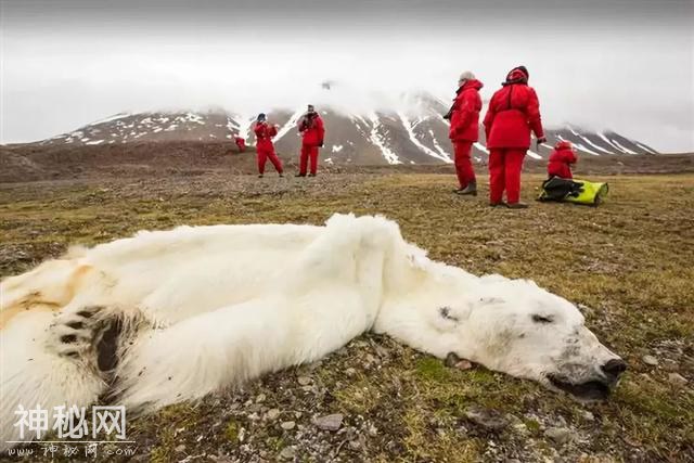 这里太热了！BBC《七个世界，一个星球》摄影师在南极哭了-18.jpg