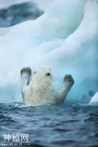 这里太热了！BBC《七个世界，一个星球》摄影师在南极哭了-16.jpg