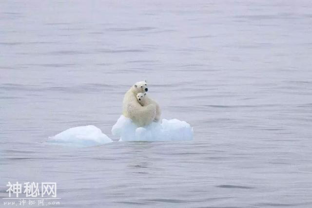 这里太热了！BBC《七个世界，一个星球》摄影师在南极哭了-15.jpg