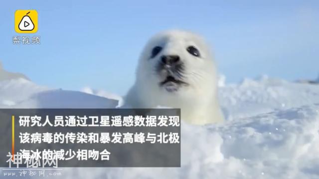 这里太热了！BBC《七个世界，一个星球》摄影师在南极哭了-22.jpg