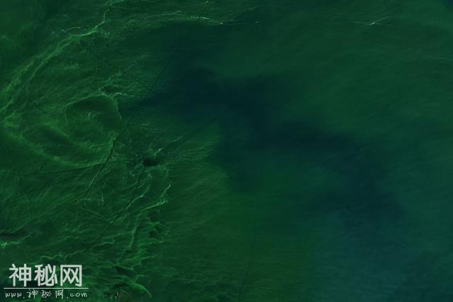 美国“伊利湖”蓝藻大规模爆发，是近年来发生的最严重水华现象？-4.jpg