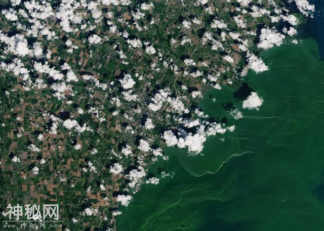 美国“伊利湖”蓝藻大规模爆发，是近年来发生的最严重水华现象？-5.jpg