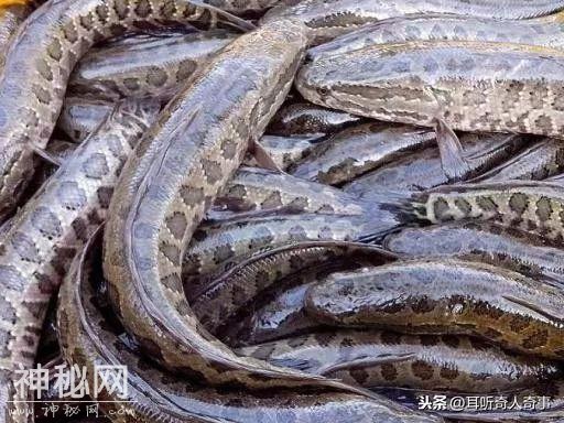 最好吃的4种中国鱼，你吃过几种呢？-2.jpg