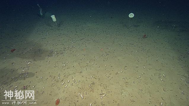 辟谣！海底一万米有未知巨型生物？只有些小鱼小虾！-13.jpg
