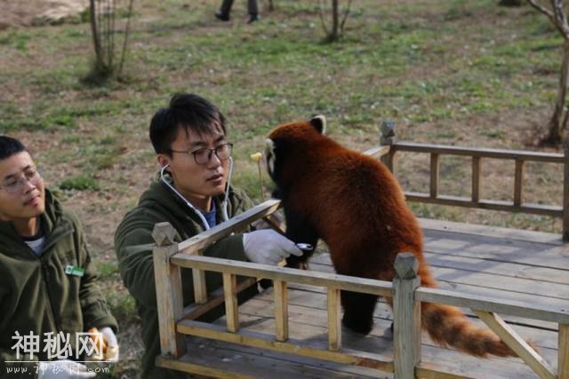 大象剪脚趾、河马磨牙齿……青岛野生动物大体检了-2.jpg