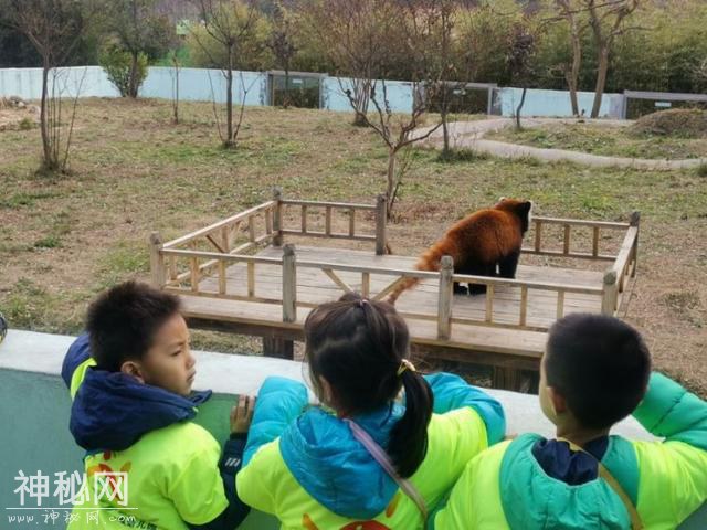 大象剪脚趾、河马磨牙齿……青岛野生动物大体检了-8.jpg