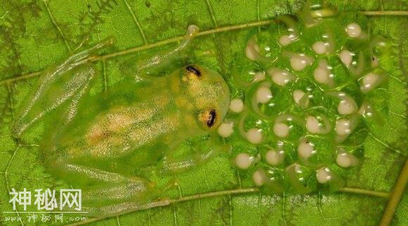 人类探索自然的两大盲区，很多的未知生物等待被发现-5.jpg