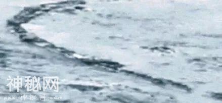 世界史上十大未知神秘生物：太平洋海蛇露出真身-3.jpg