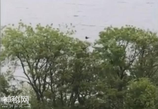 又出现了，2019年“尼斯湖水怪”频繁出现，目击者：好像黑色动物-4.jpg