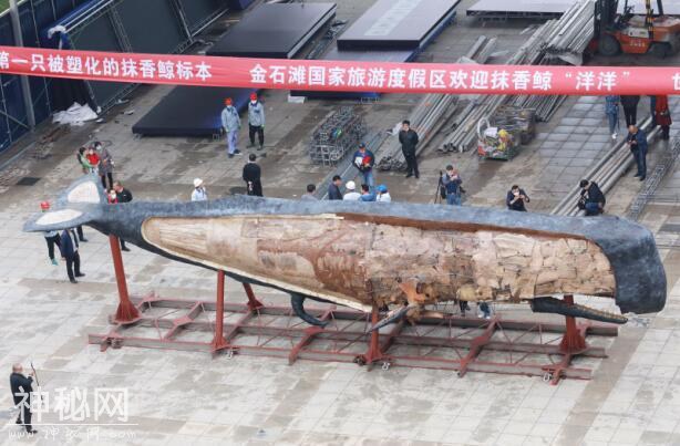 世界最大生物塑化标本抹香鲸“洋洋”露真容-1.jpg