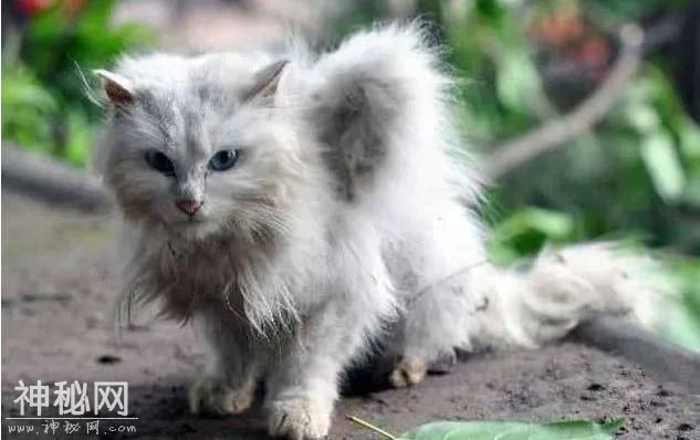 世界上5大神秘未知生物，天使猫上榜，100年前曾在中国被目击-4.jpg