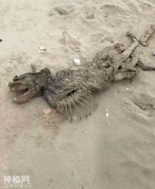 美国海滩发现神秘“生物”，没有眼睛，看似像狗，科学暂无解释-3.jpg