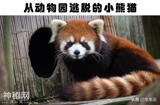“越狱”的动物：世界各地从动物园里逃脱造成了混乱的8种动物-2.jpg