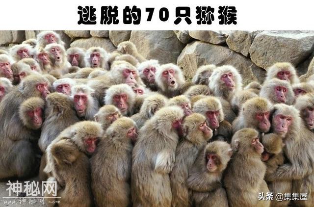 “越狱”的动物：世界各地从动物园里逃脱造成了混乱的8种动物-7.jpg