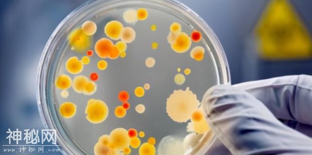 全球性危机悄悄来临！科学家担忧：“超级细菌”开始入侵-5.jpg