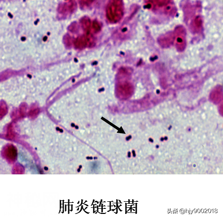 细菌的大小与形态-2.jpg