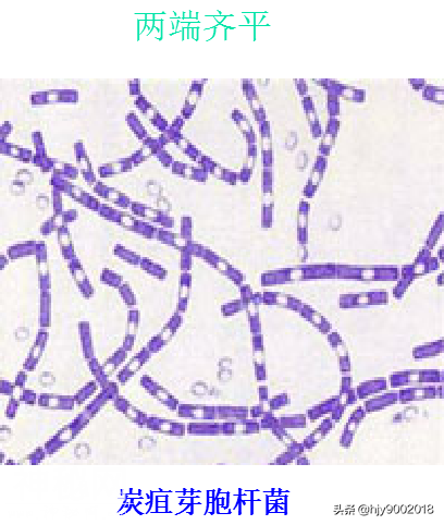 细菌的大小与形态-10.jpg