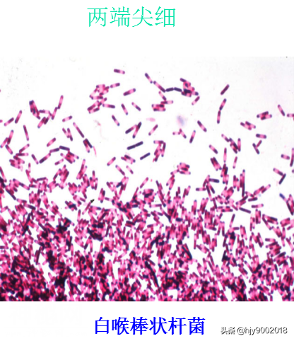 细菌的大小与形态-11.jpg