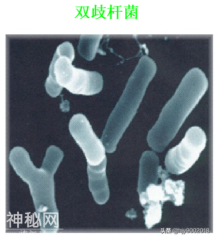 细菌的大小与形态-13.jpg