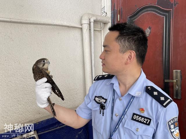 民警市民接连救助野生鸟类，其中还有国家二级保护动物-1.jpg