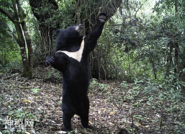 神农架真有野人吗？身高2米体重300斤，坐着睡觉，专家推测是黑熊-9.jpg