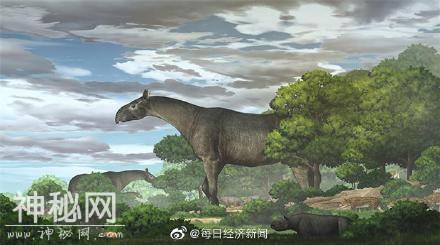科学家在中国发现最大陆地哺乳动物巨犀，曾穿越青藏高原迁徙扩散-1.jpg