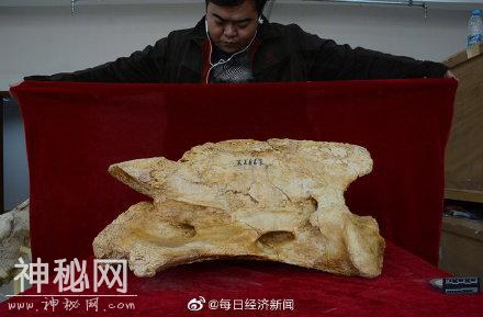 科学家在中国发现最大陆地哺乳动物巨犀，曾穿越青藏高原迁徙扩散-3.jpg