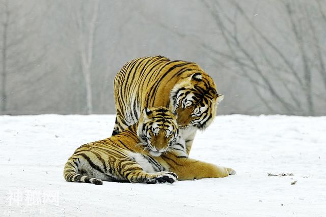 美媒讲述中国动物保护领域成功故事：老虎正回归中国北方-1.jpg