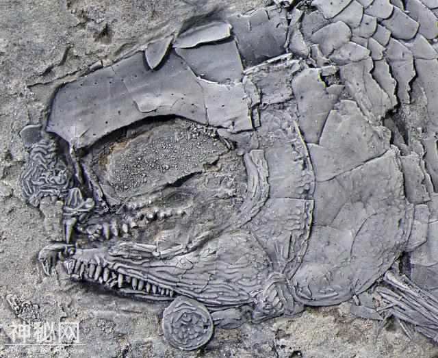 远古发现｜云南发现一种2亿多年前的“稀有”动物，它是谁？-2.jpg