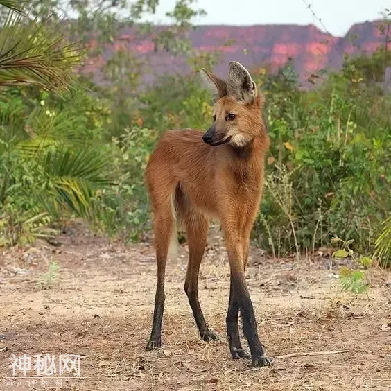 这60种动物，你可能一个都没见过-33.jpg