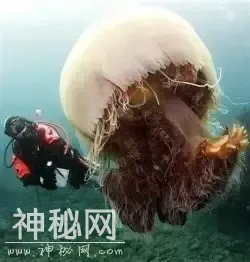 这60种动物，你可能一个都没见过-39.jpg