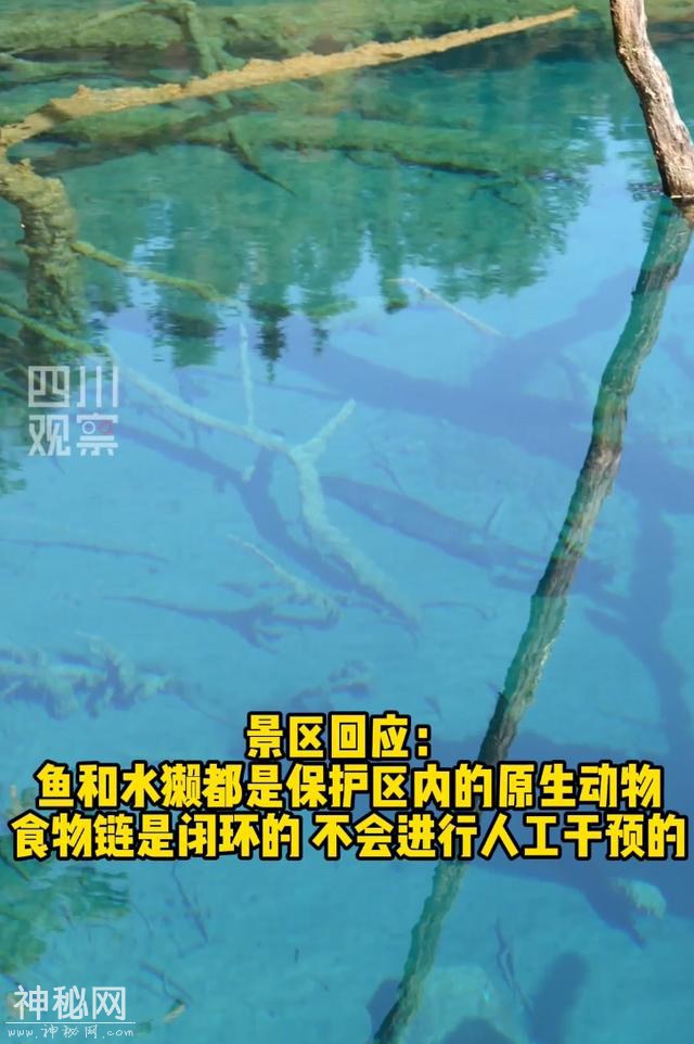 外来生物把九寨沟的鱼吃光了？官方回应→-7.jpg