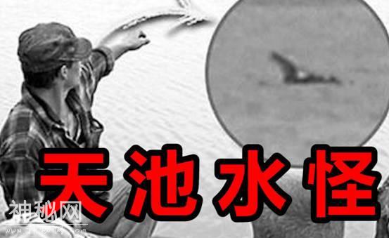 长白山天池出现“水怪”，仅脖子就有1米长，这到底是什么生物？-4.jpg