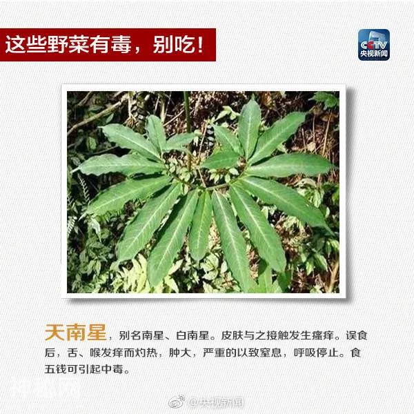 喝完鸡汤，一家五口全中招，2人进ICU！紧急提醒：此物剧毒！-7.jpg