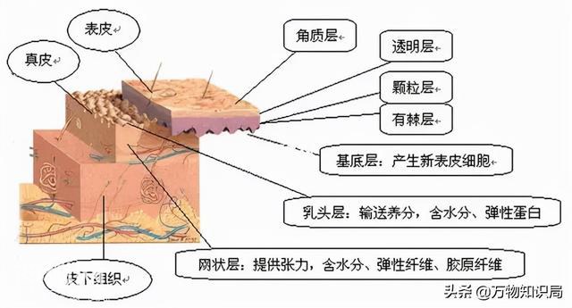 人体最难解释的器官，复杂结构不输大脑，人的皮肤到底有多神奇-17.jpg